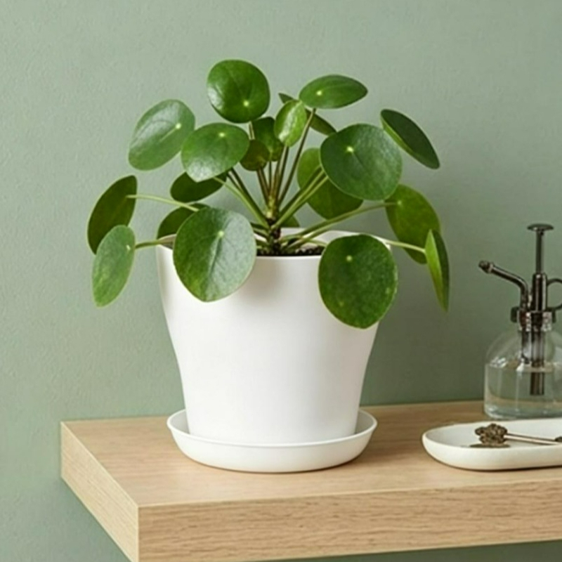 排水穴とマッチングトレイ付きの植木鉢セット PP樹脂製 カラ - Indoor Herb Garden Kit のレビューと価格